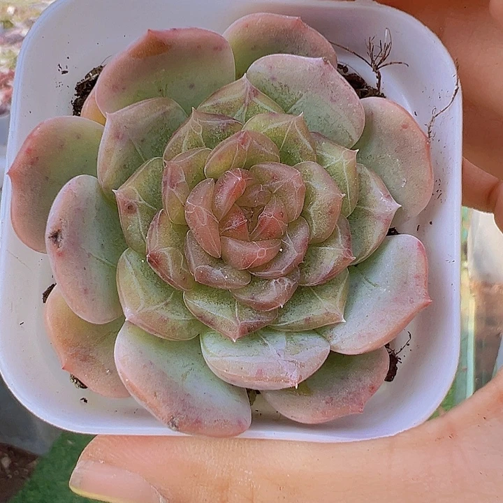 彩恋带盆19包邮多肉