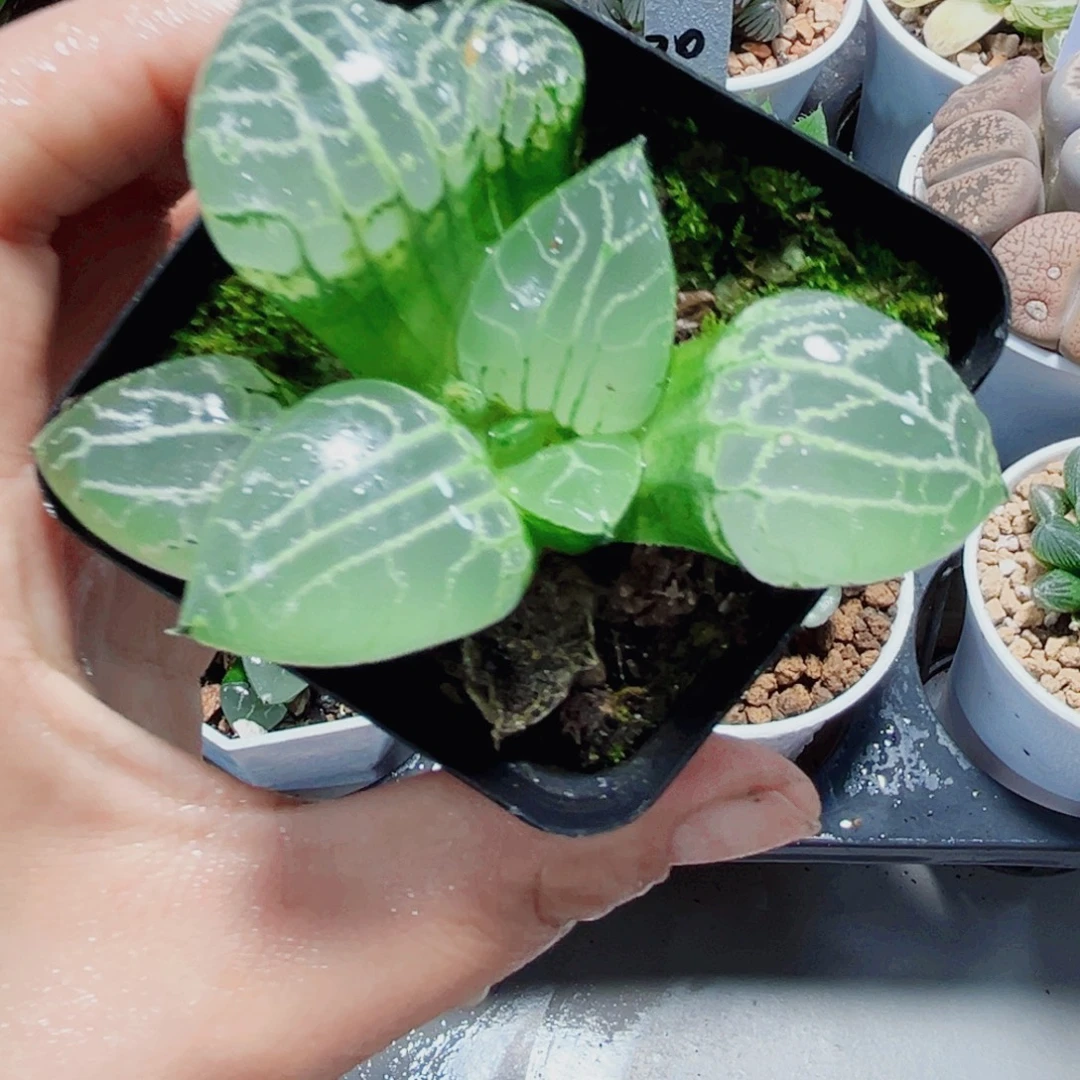 娜***5水晶康平特价处理多肉植物
