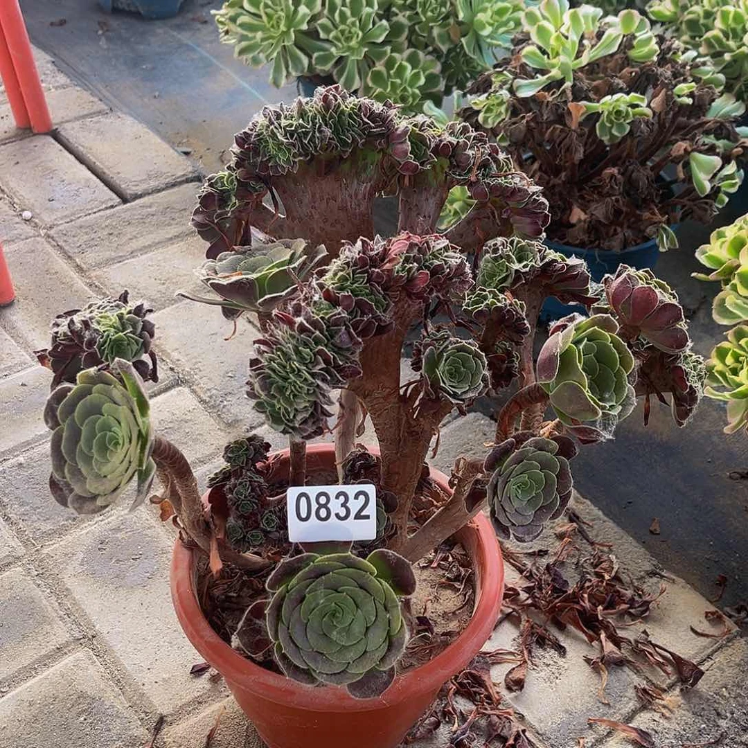 时**橱欧紫缀一物一拍0832