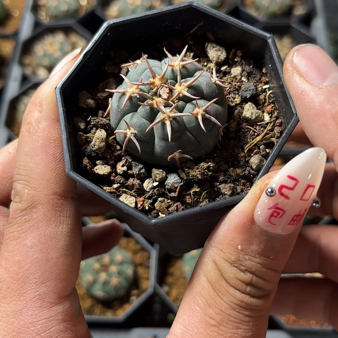 精选猫爪单头发货有根发货