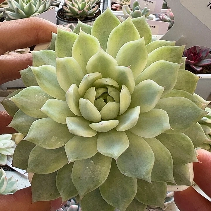 1011号tp锦多肉植物