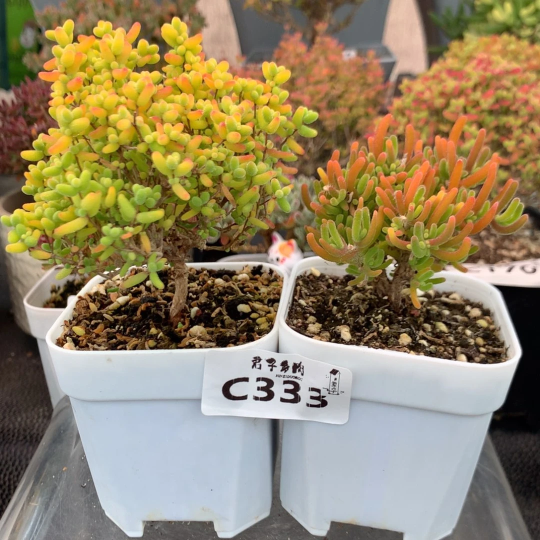 333蜜橘糖球荧光兔