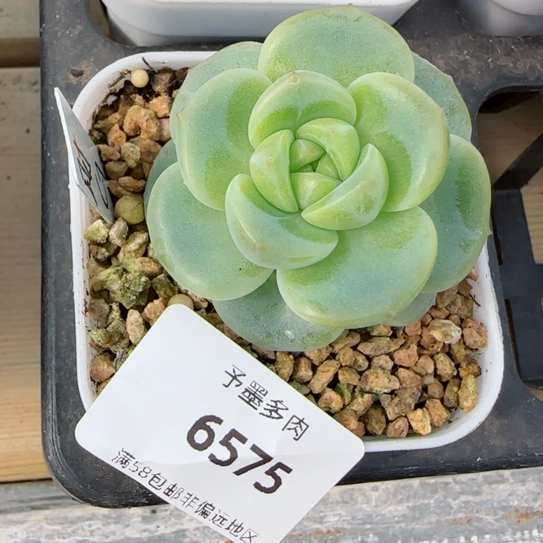 财富，6575多肉植物