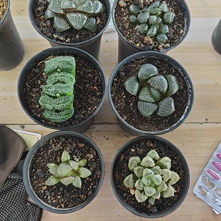 6颗多肉含一颗赠送