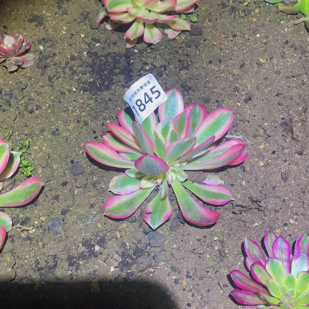 1845粉女巫多肉植物