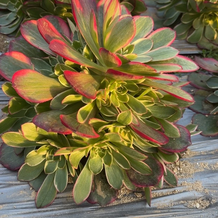 量拍一颗粉花妖断枝不包