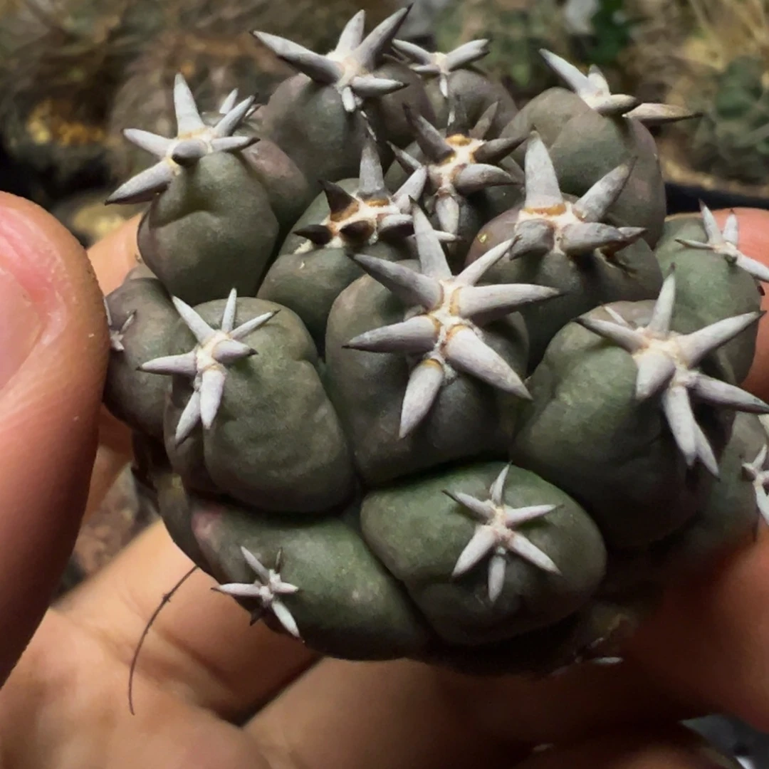 我*K仙人球一物一拍