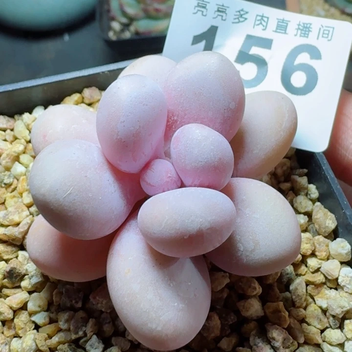 奶酪         精控精养多肉植物