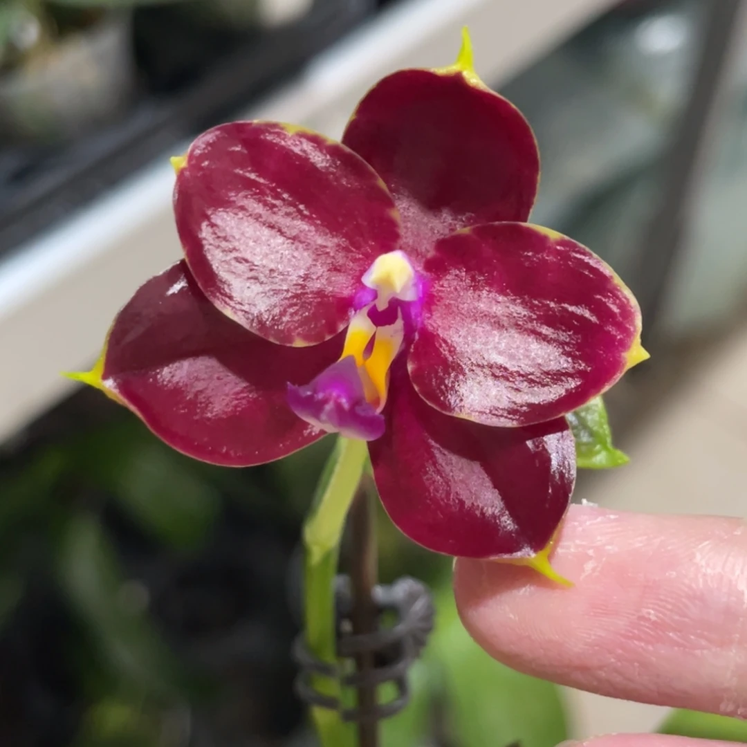 完全开放弥陀170-1202