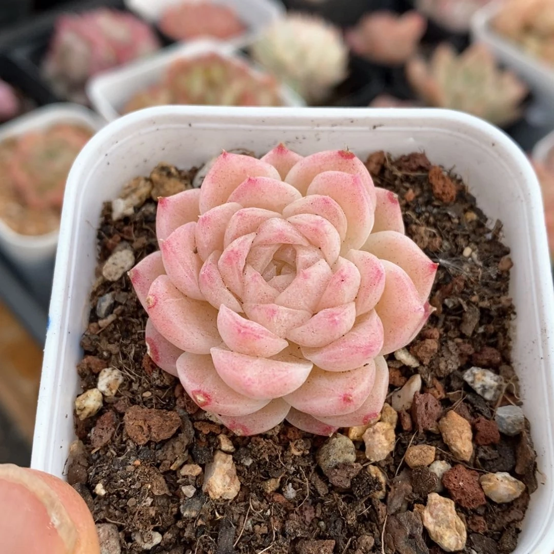 精品多肉一物一拍不包整162