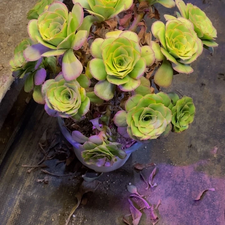 燕子大玫瑰多肉断头不包2733