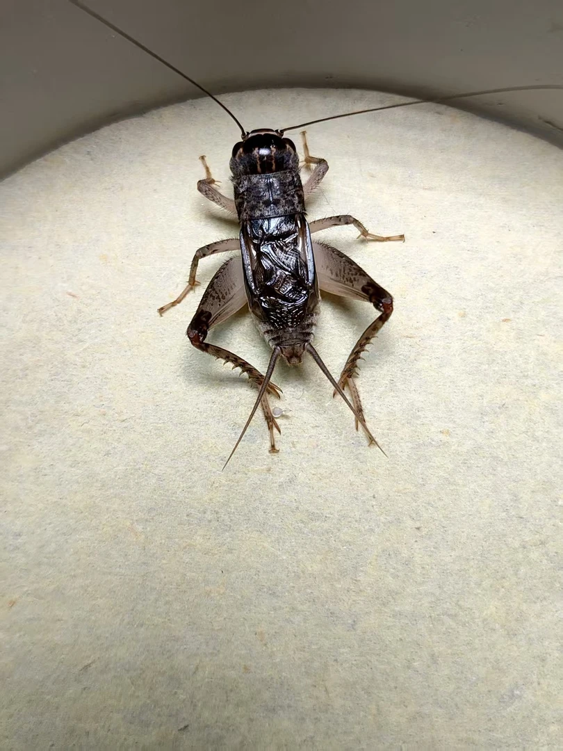 蟋乐园精品食品蟋蟀