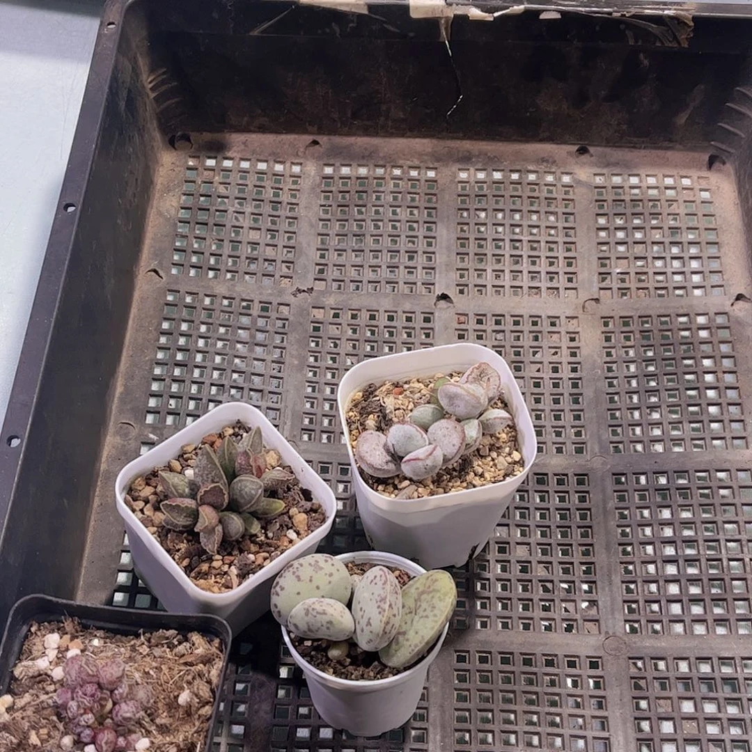 多肉115多肉植物，