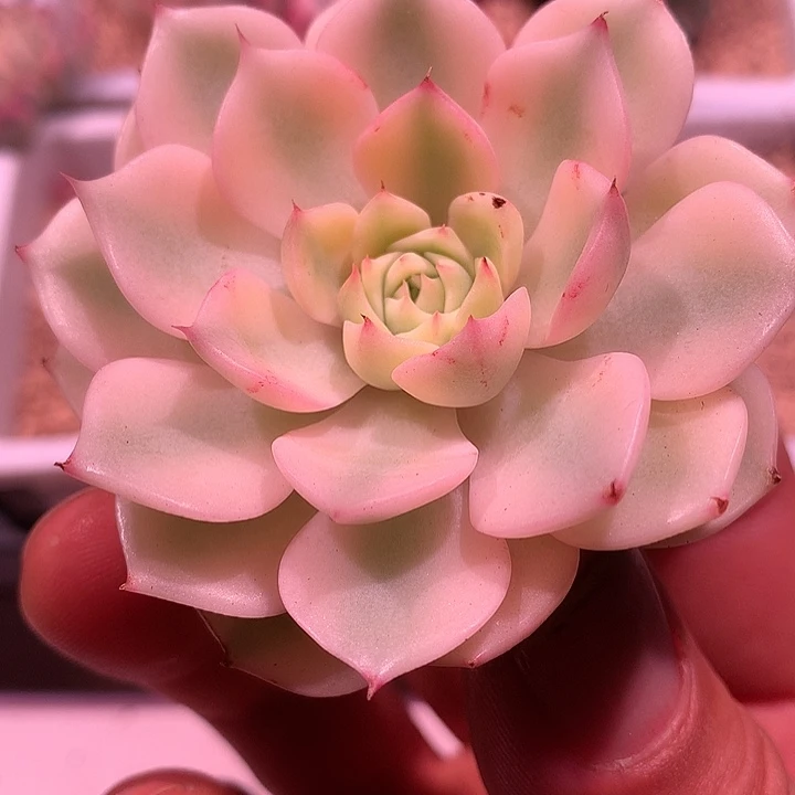 苯巴蒂斯锦，复轮锦