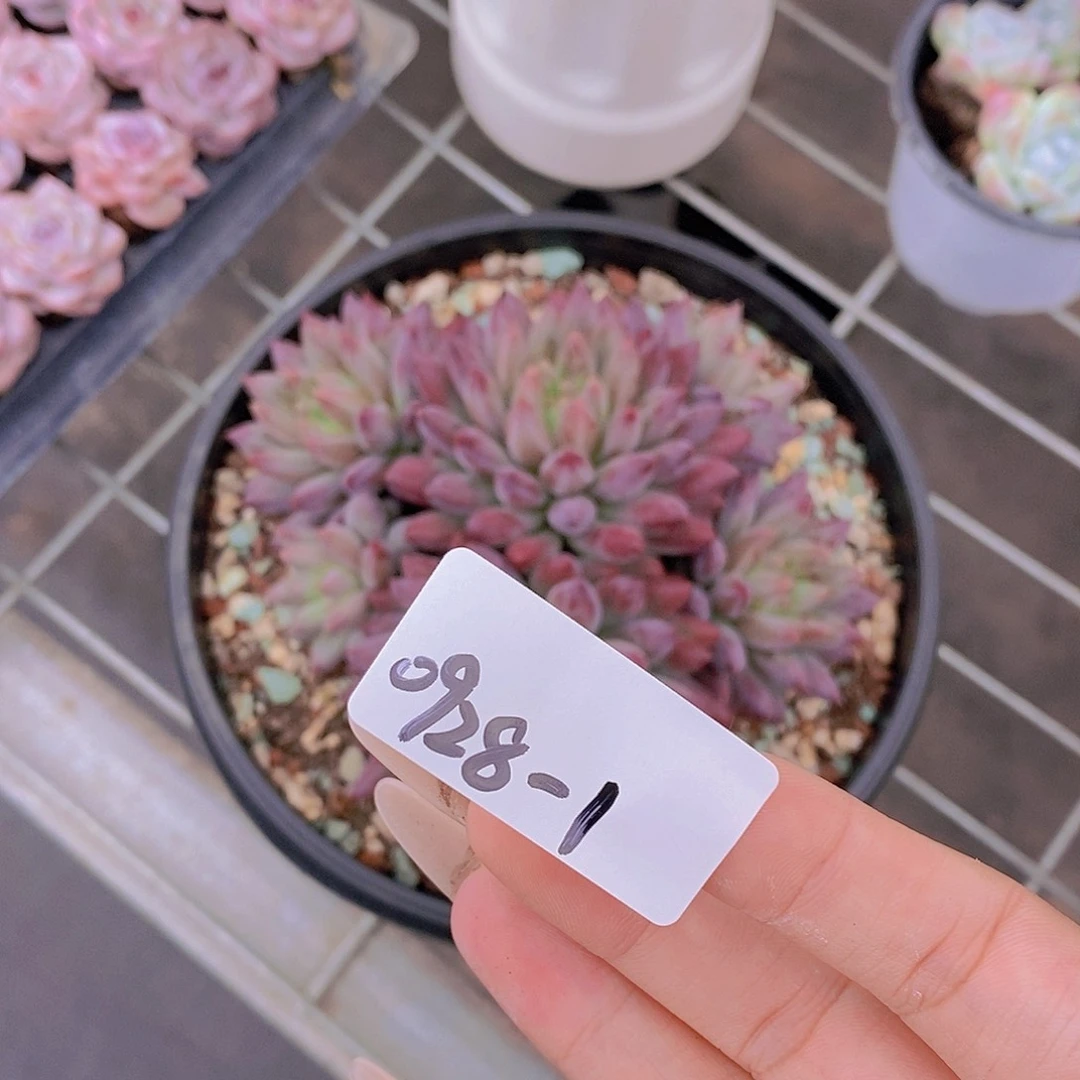 溺****0928-1-专拍大群虞美人一颗