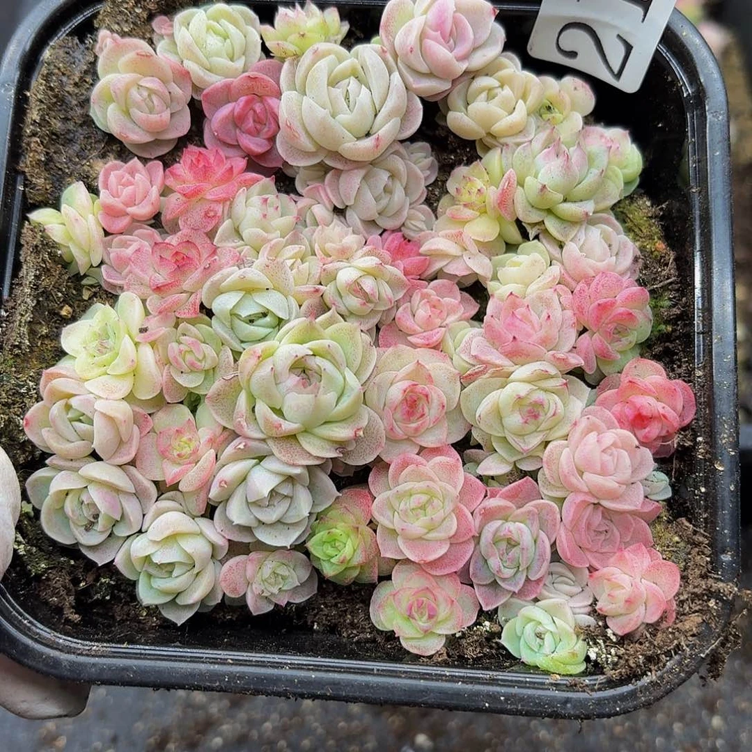 多肉植物多肉植物219