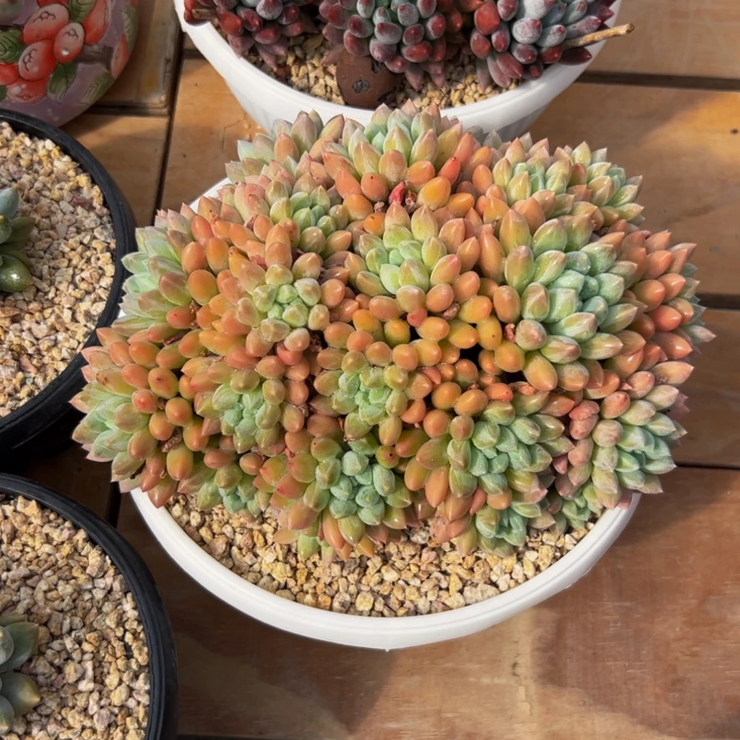 灬***灬多肉植物多肉植物