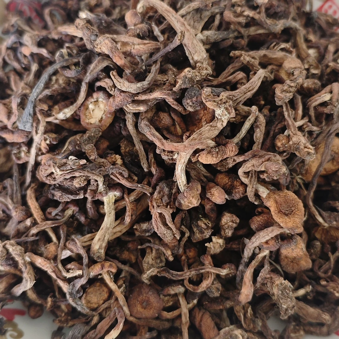 东北野生榛蘑小丁无大叶，自然晾晒特产可用于小鸡炖蘑菇