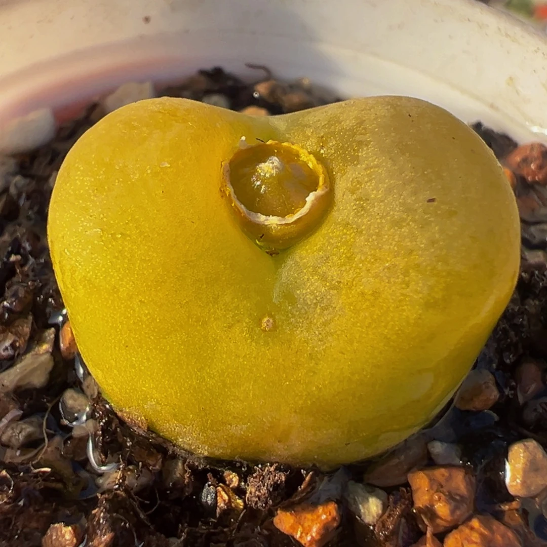 018多肉植物种类多样