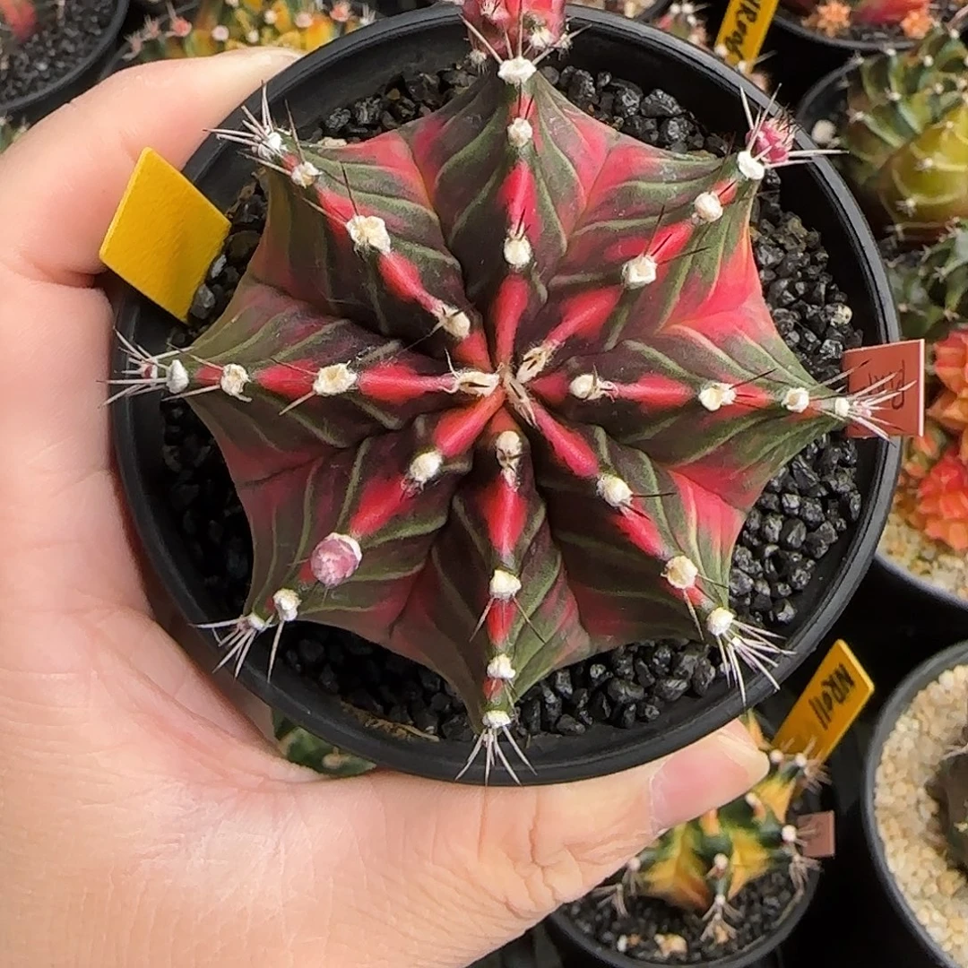 N16-1227泰国米哈新粉钻