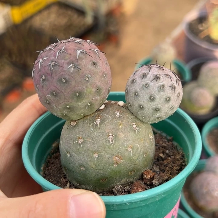 习志野仙人球仙人球