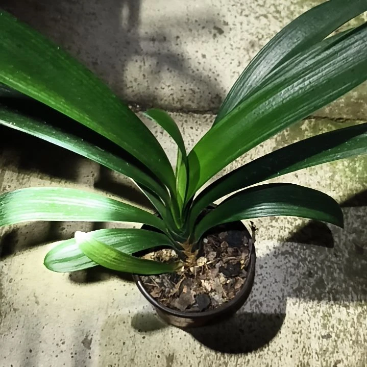 蓝***芯完全开放包公魂*悠久苗残叶特惠苗