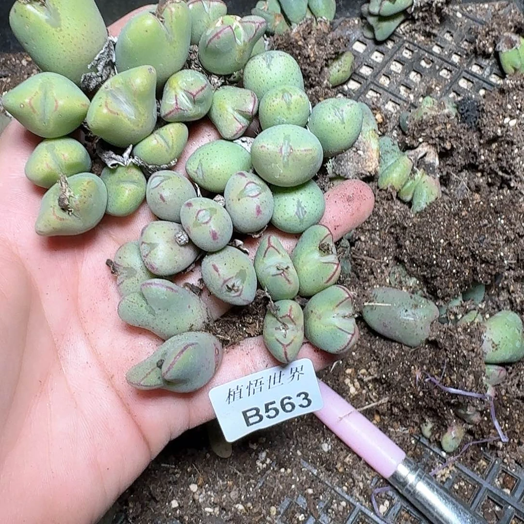 563盒多肉植物哇f g h