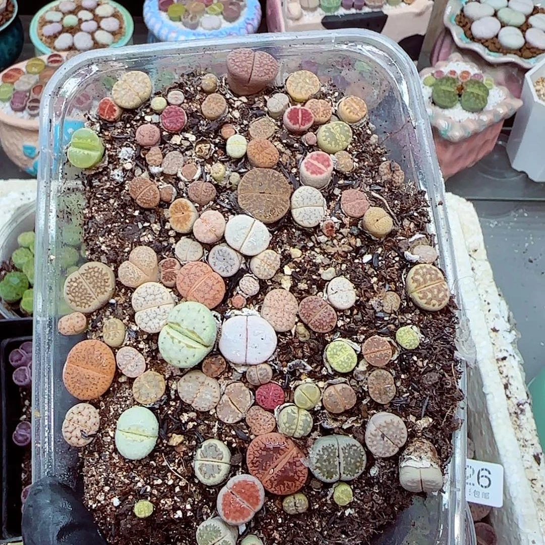 生石花满18包邮0928-236