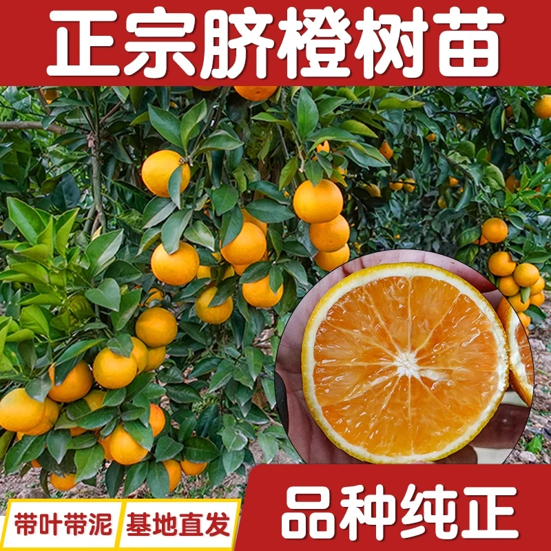 嫁接橙子树苗赣南脐橙血橙果冻橙皮薄盆栽地载南北方种植当年结果