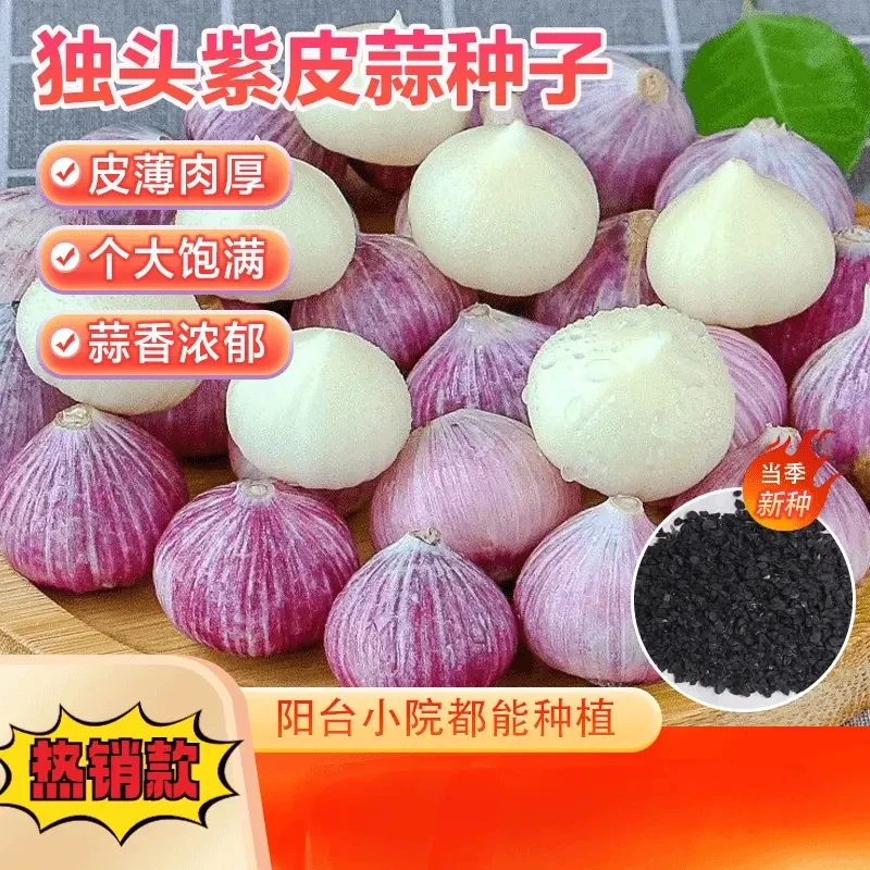 高产本店推荐紫皮蒜种子农家种植独头蒜种籽适合秋冬播种小院花盆