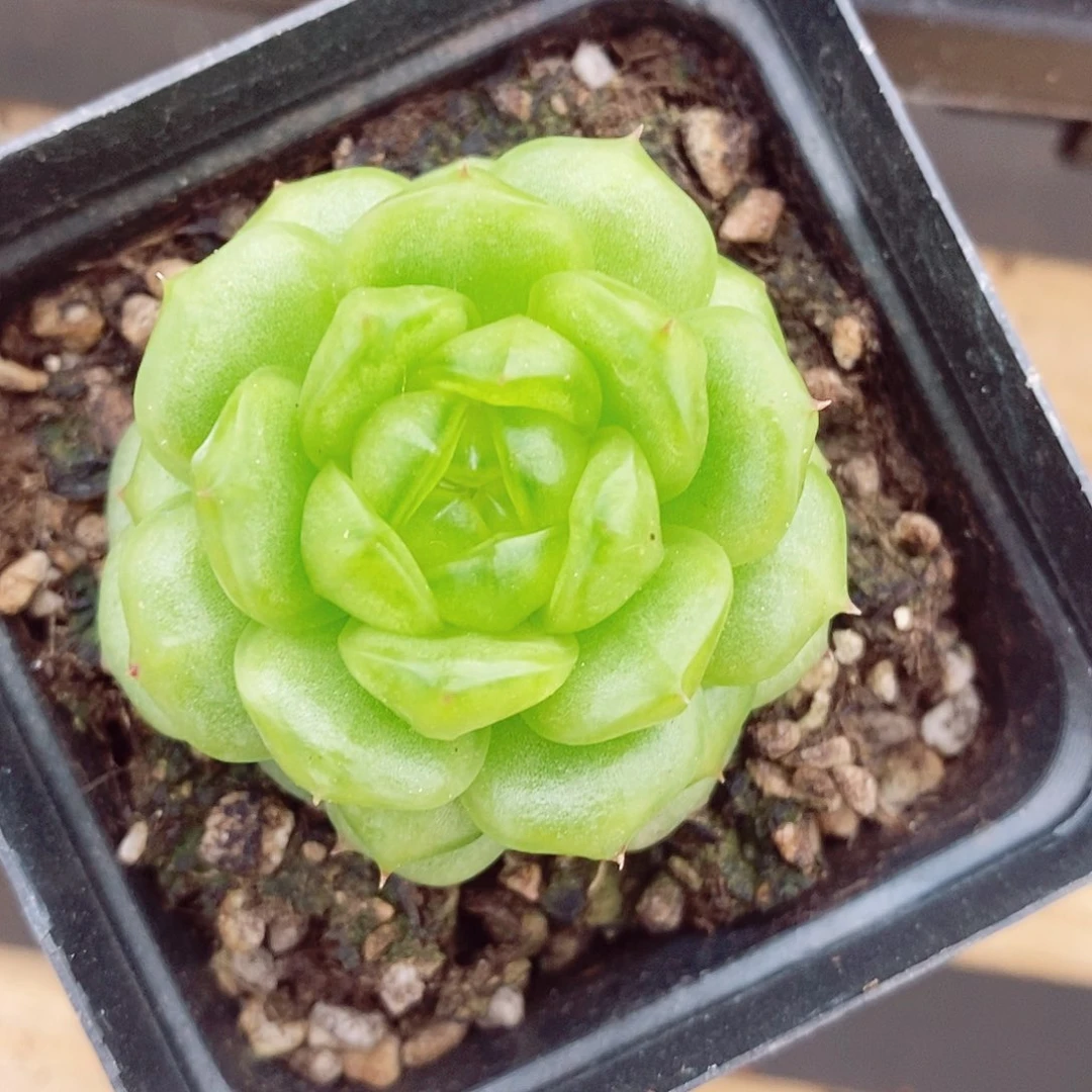 秋冰珍妮5cm多肉植物