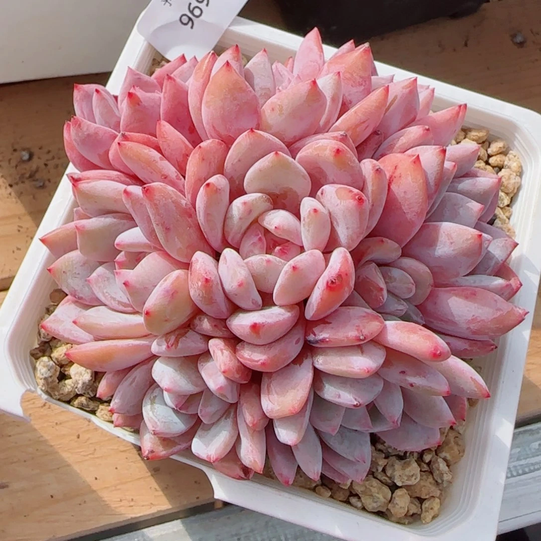 星影群，9693多肉植物