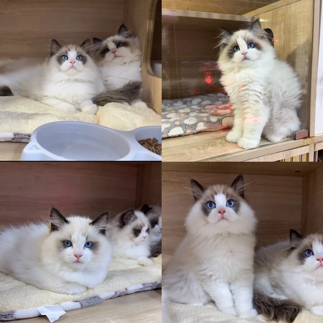 【吉首财信嘉仁宠物店】猫咪活体链接，一物一拍