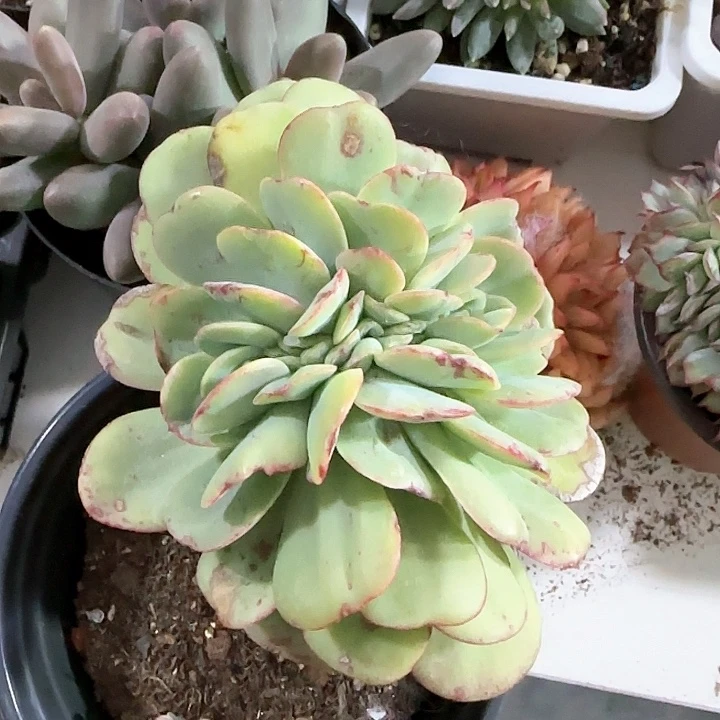 青蛙王子儿童牙膏111