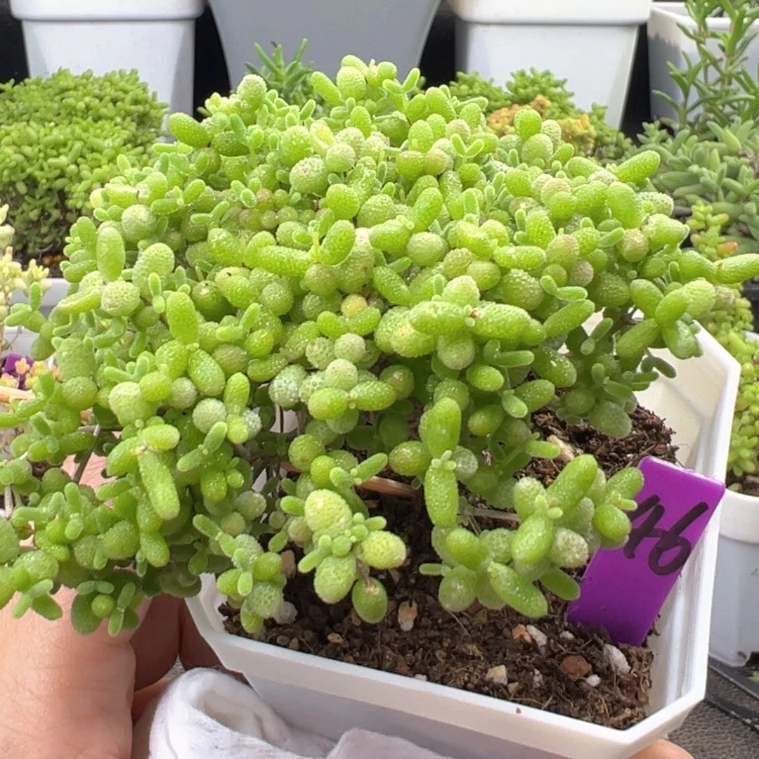 46号蜜橘悬崖桩一物一拍