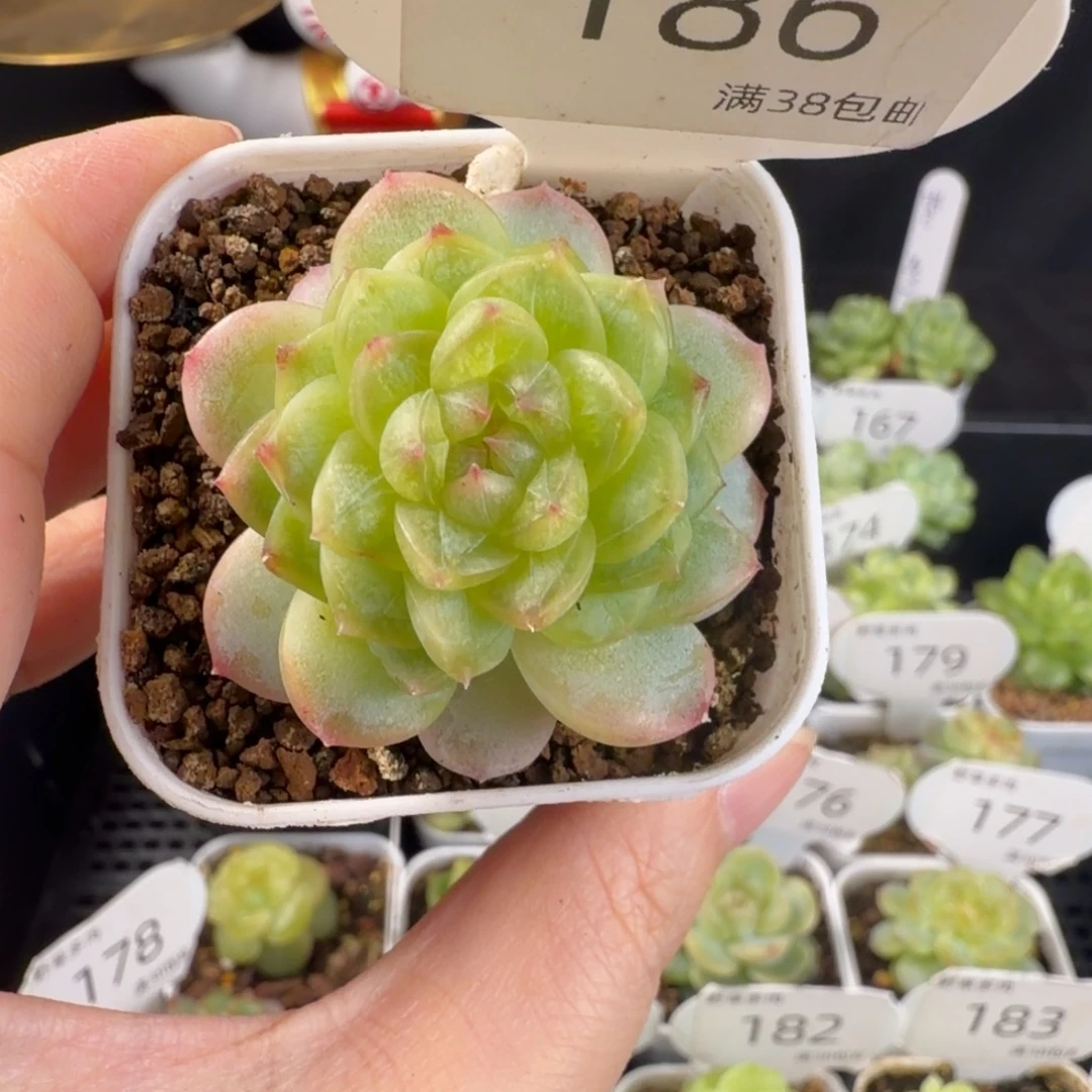 甜心单头一颗186号