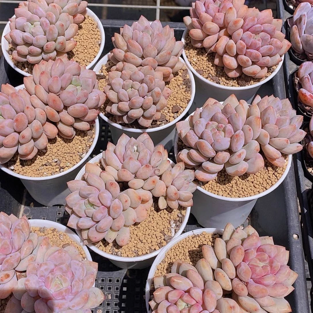 4-15 母本半夏双头一颗量拍