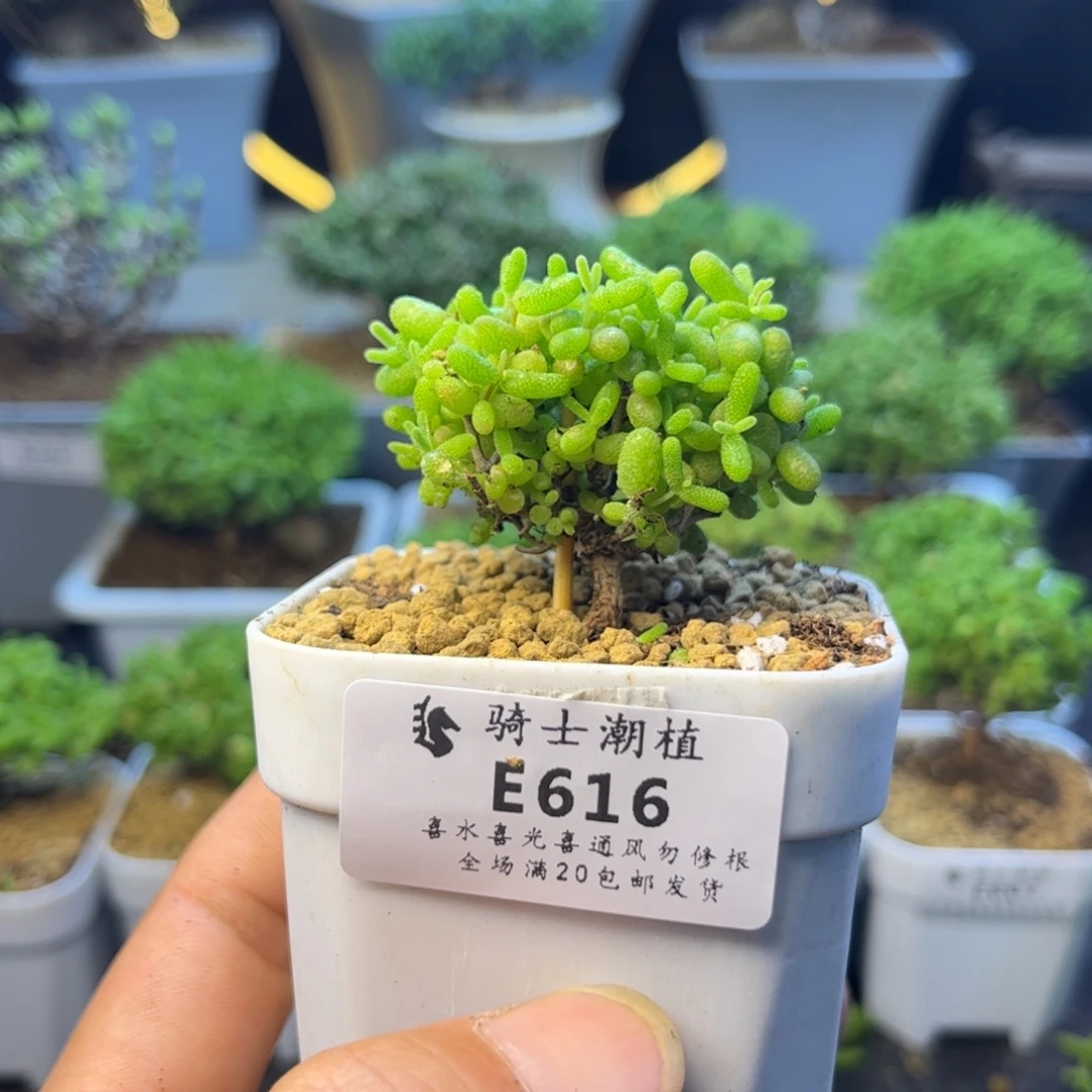 616蜜橘糖球枝干番杏