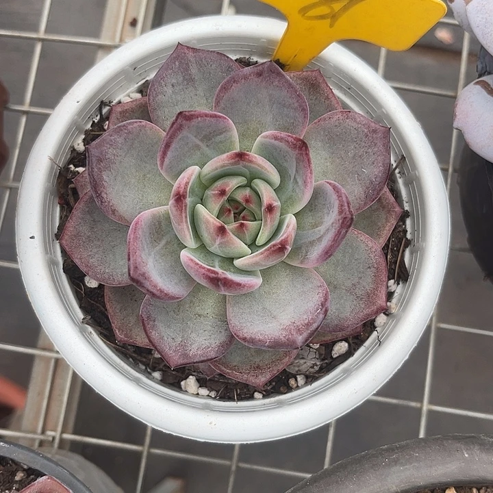 晨语多肉，一物一拍81夜魔虾