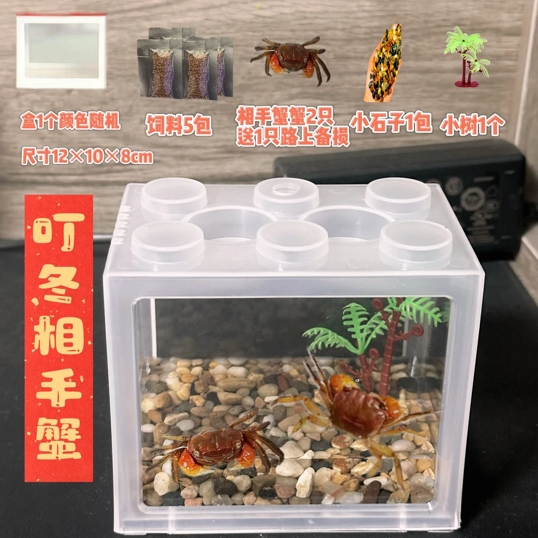 网红相守蟹可爱好养互动性高相手蟹宠物螃蟹淡水可养耐活水果蟹