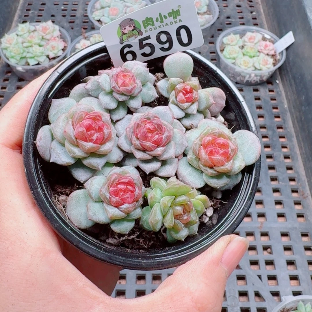 多肉植物多肉植物