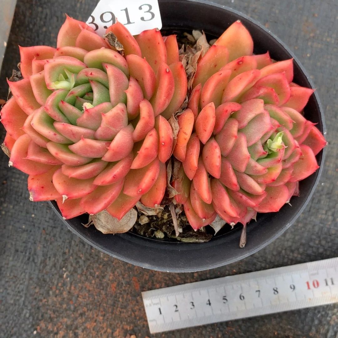 3913杂交精品基地11厘米