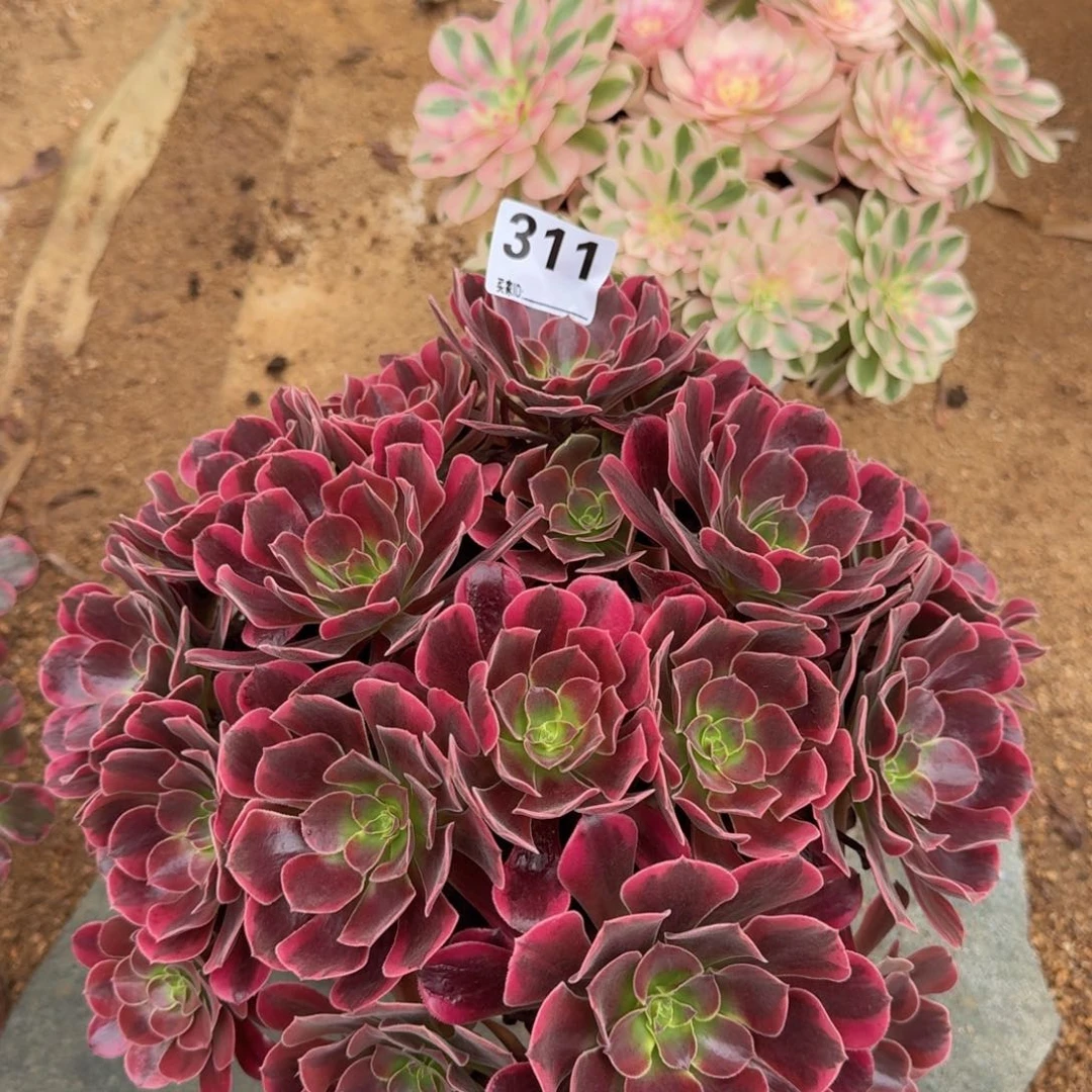 311凤冠多肉植物
