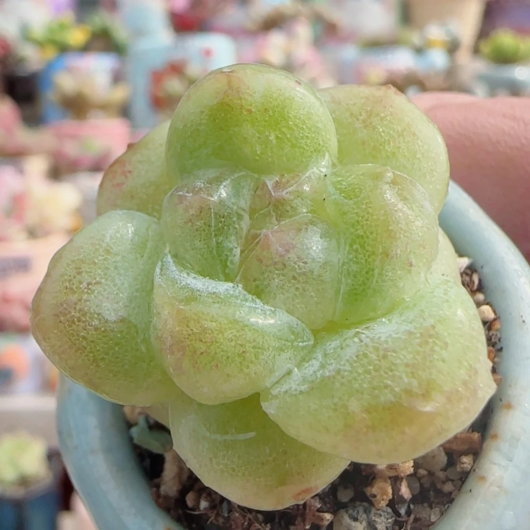 石化冰玉 盆口3cm