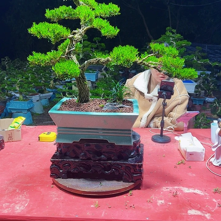 太***花无花朵广东黄杨盆景