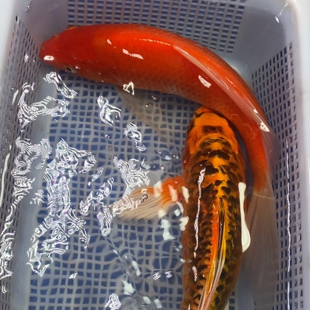 锦鲤冷水锦鲤包邮