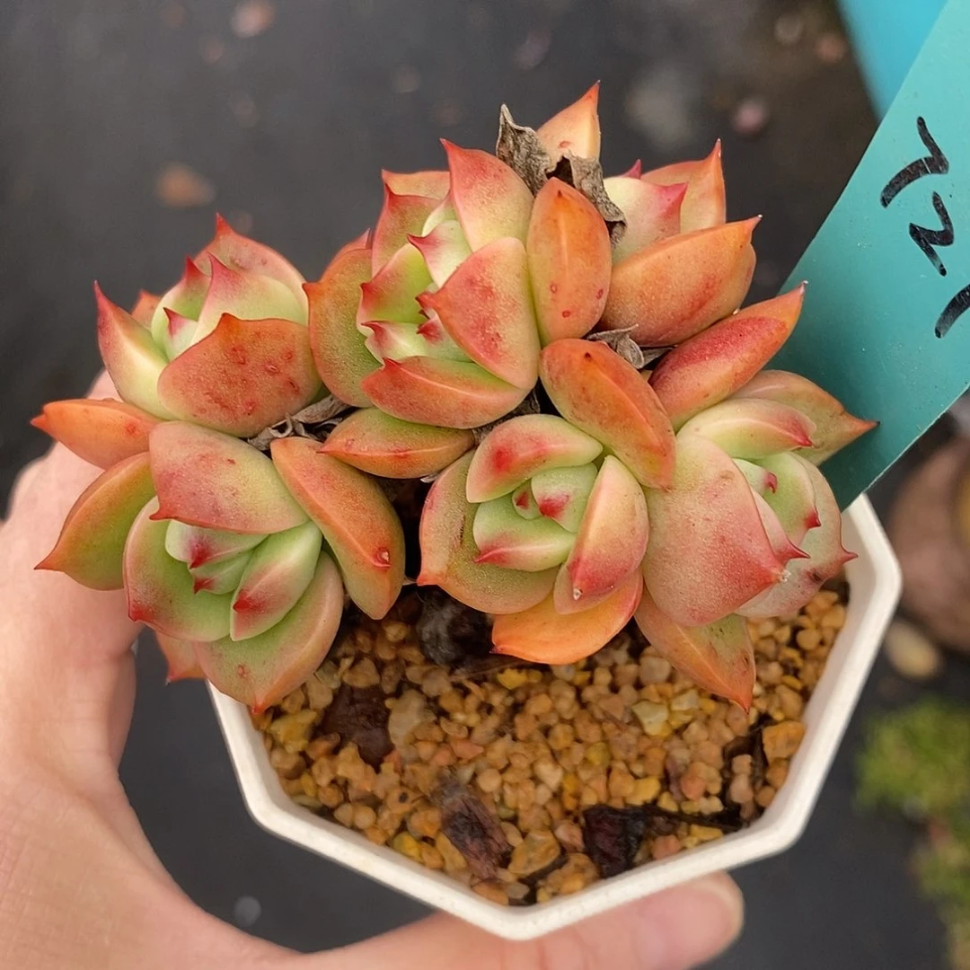 l**a727多肉植物老桩