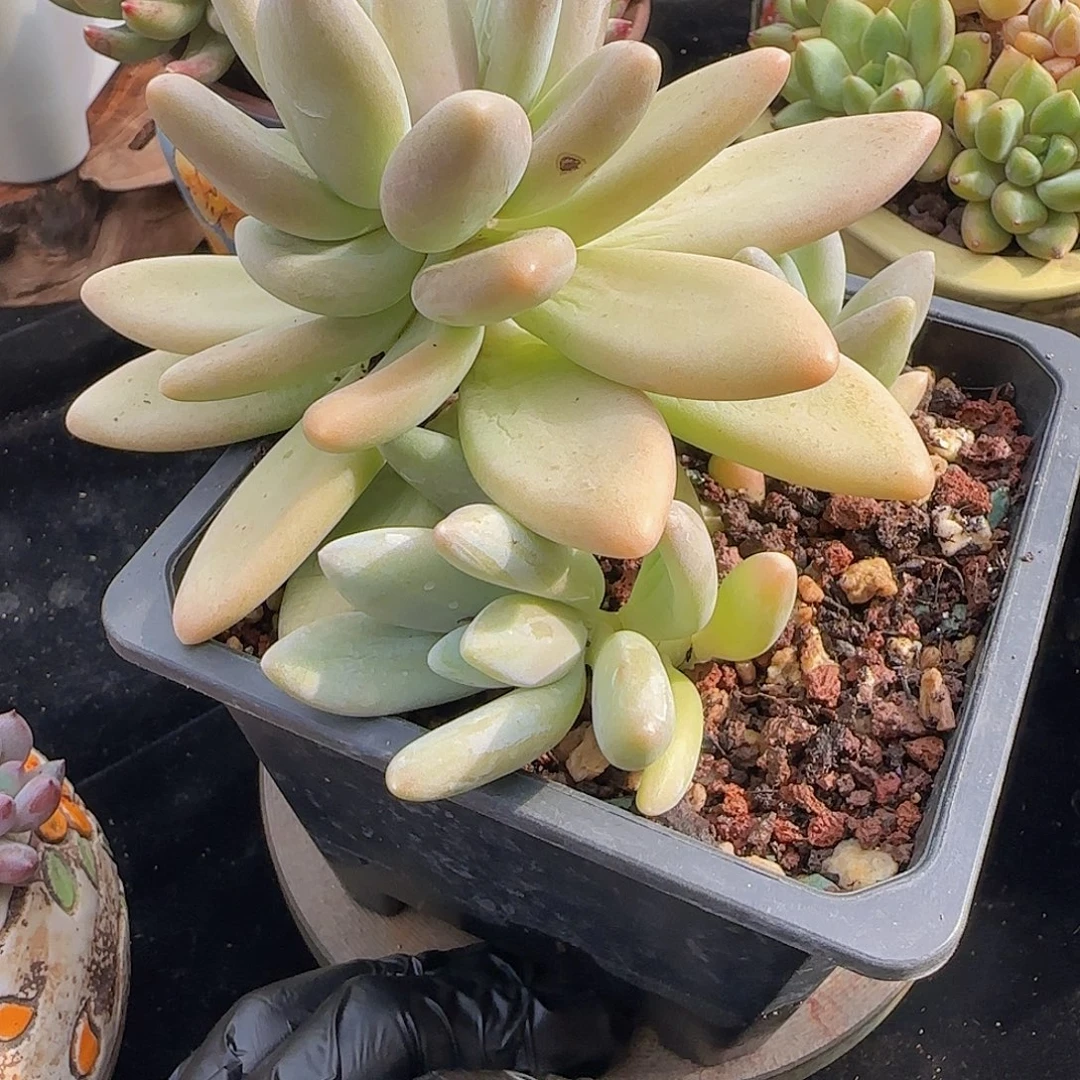 大***狮韩版白兰地一颗一颗