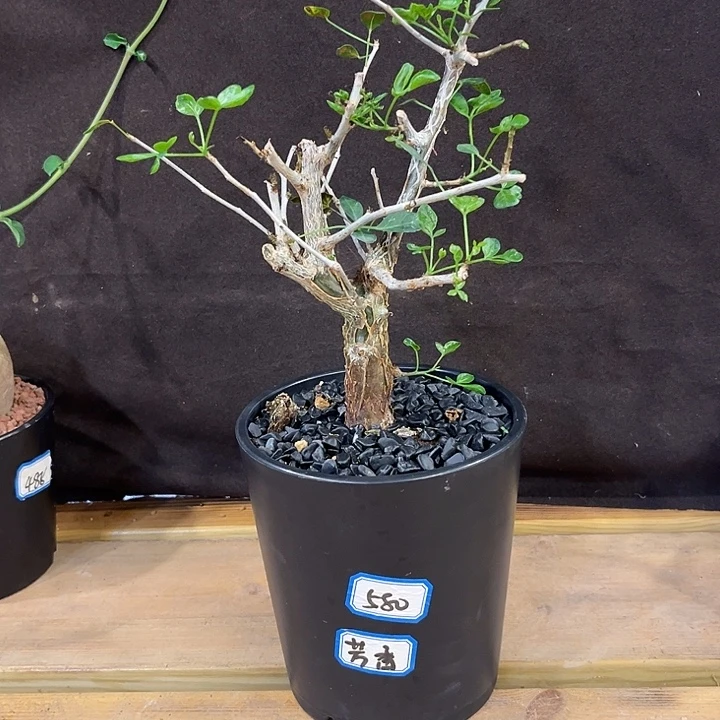 汤圆植物园叶芳香橄榄