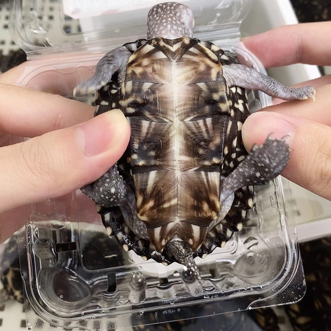 不分公母宠物龟斑点